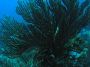 AmbergrisCaye05 - 063